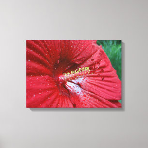 Toile Fleur Hibiscus Rouge Avec Raindrops Photo