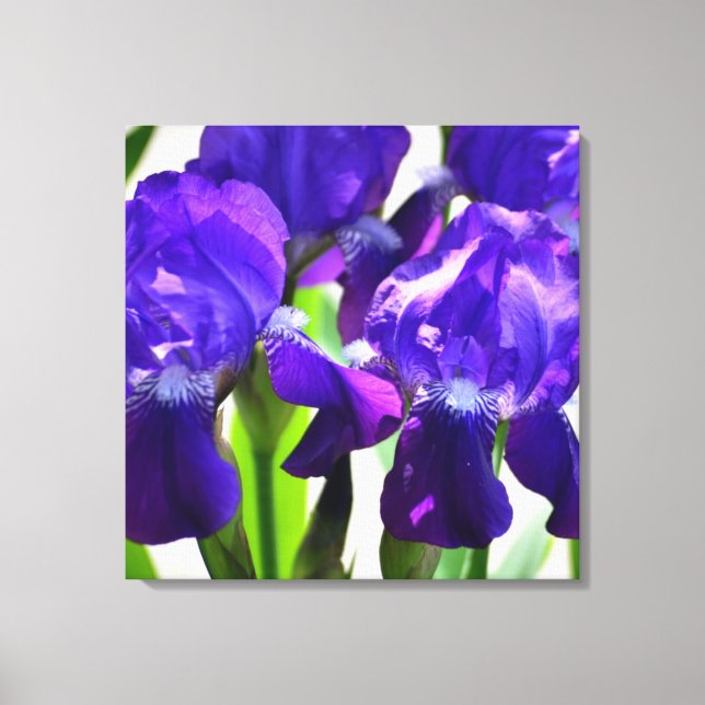 Toile Fleur Iris Iris Violet (Recto)
