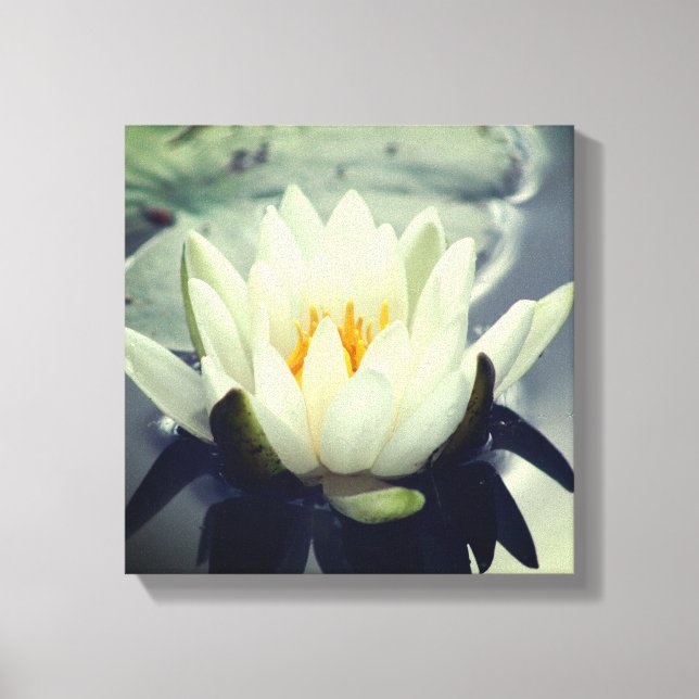 Toile Fleur Lily Lotus en fleurs d'eau blanche (Recto)