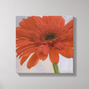 Toile Fleur orange Gerber Daisy