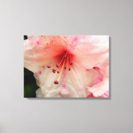 Toile fleur rhododendron rose