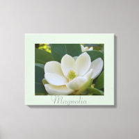 Fleurs blanches Magnolia Art Photographie de la na