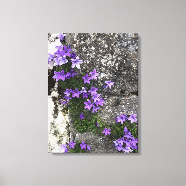 Toile Fleurs Campanula grandissant sur un mur (Recto)