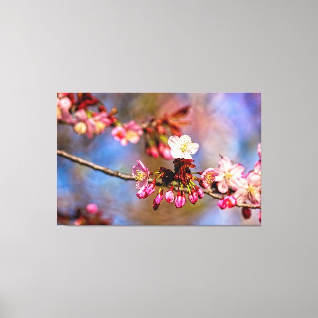 Toile Fleurs de cerisier et bourgeons violets un jour en (Recto)