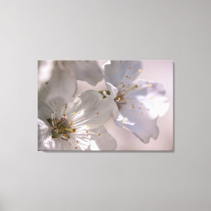 Toile Fleurs de cerisiers