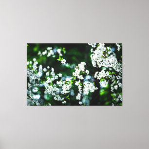 Toile Fleurs de cerisiers blancs Feuilles verts