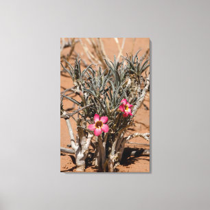 Toile Fleurs de griffe du diable après la pluie dans un 