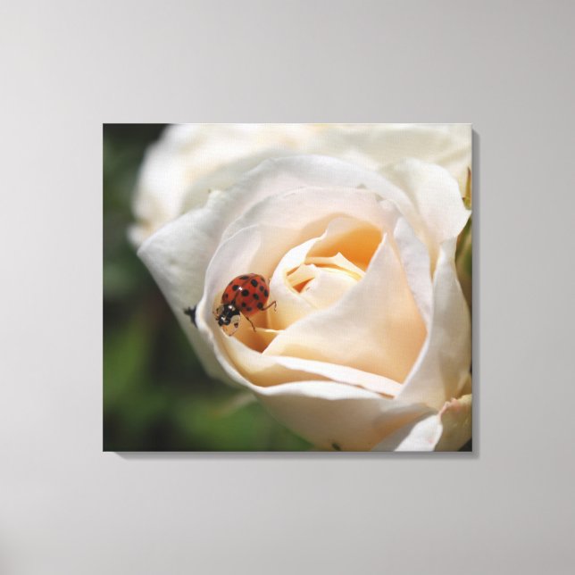 Toile fleurs de rose blanche et bestiole de dame. nature (Recto)