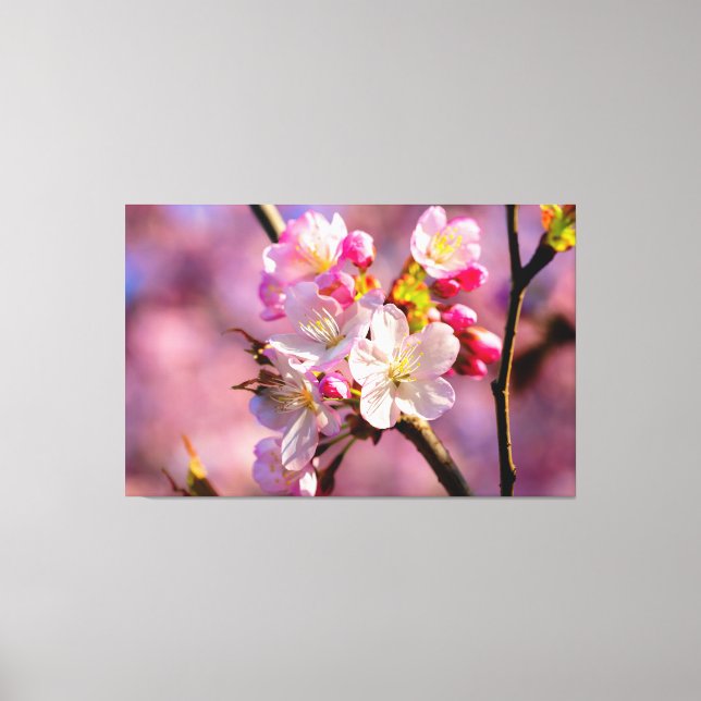 Toile Fleurs de Sakura Fraîches dans le Jardin au Printe (Recto)