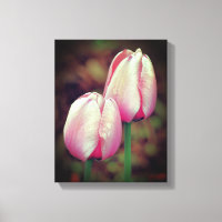 Fleurs De Tulipes Roses Avec Arroses