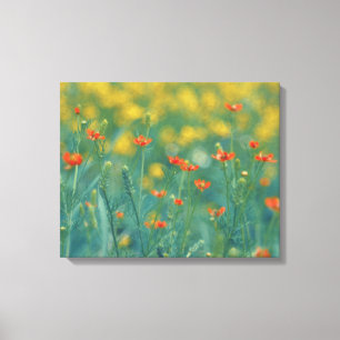Toile Fleurs d'été (champ floral) (Fleurs rouges)
