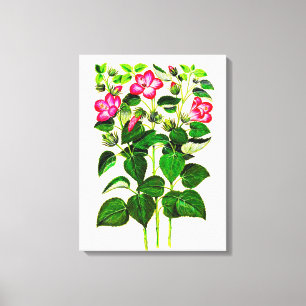 Toile Fleurs d'Hibiscus italien rose