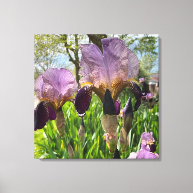 Toile Fleurs d'Iris (Recto)