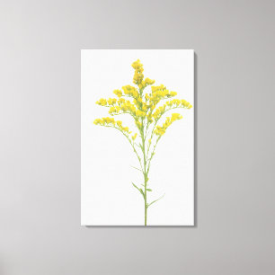 Toile Fleurs dorées (juncea de Solidago), Amérique du