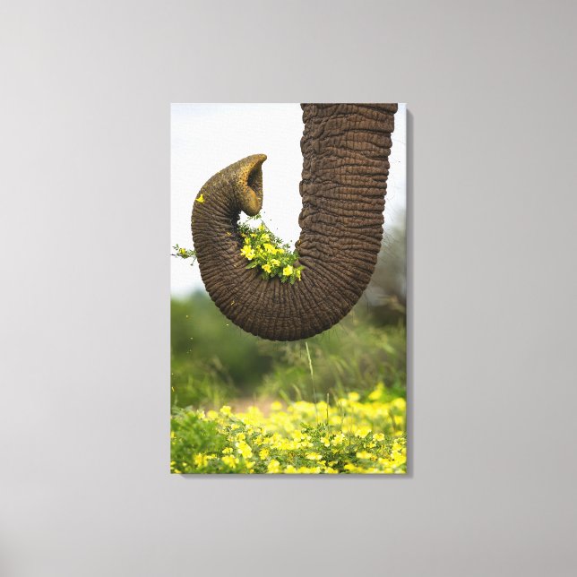 Toile Fleurs d'un géant (Recto)