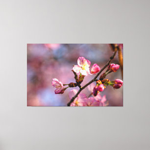 Toile Fleurs et bourgeons de cerisier éclairés par le so