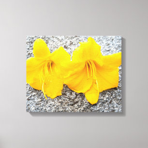 Toile fleurs jaunes de jour en pleine floraison