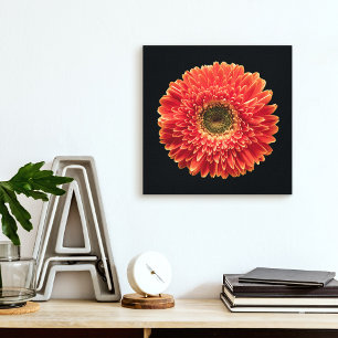 Toile Fleurs Orange Gerbera Daisy
