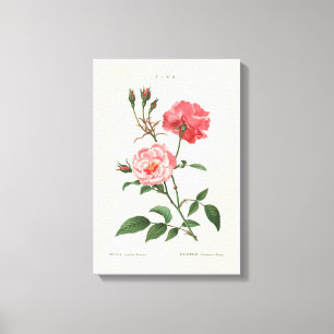Toile Fleurs Rosa vintages