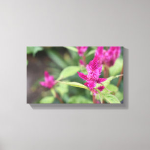 Toile Fleurs roses Celosia Garden Nature Photographie