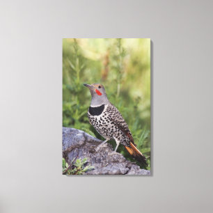 Toile Flicker du Nord, ColMatiauratus, Red shafted