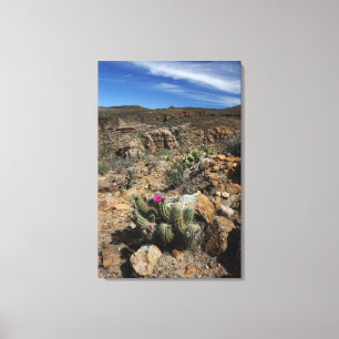 Toile Floraison de cactus