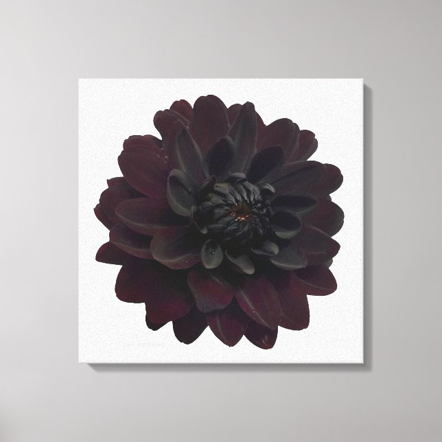 Toile Floral moderne Fleur noire Dahlia (Recto)