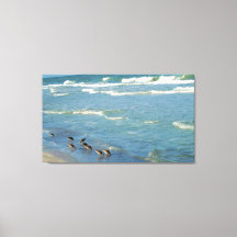 Floride moderne Shorebirds Ocean Photo