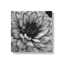 Flower Dahlia