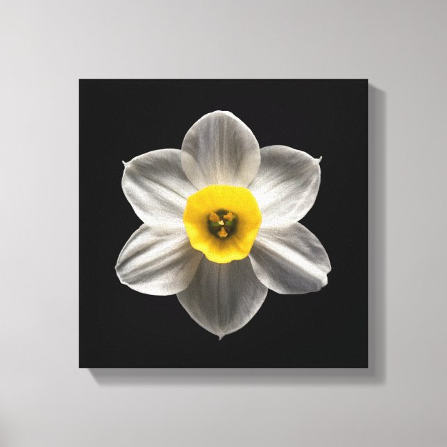 Toile Flowers | White Daffodil Flower (Recto)