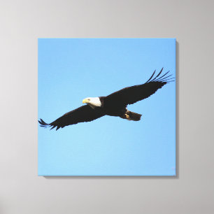 Toile Flyby de Bald Eagle