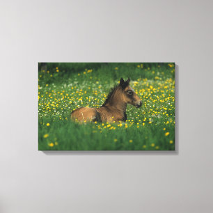 Toile Foal allongé dans les fleurs