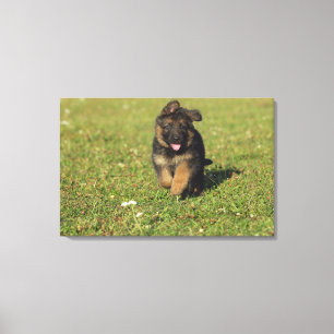 Toile Fonctionnement de chiot