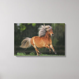 Toile Fonctionnement miniature de cheval