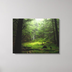 Toile Forêt   Auvergne France