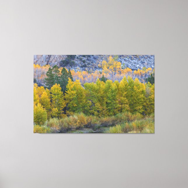 Toile Forêt d'Aspen à l'automne (Recto)