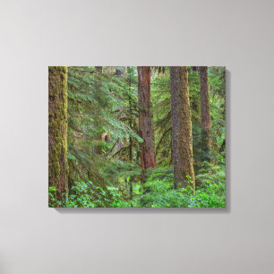 Toile Forêt nationale de Willamette Oregon