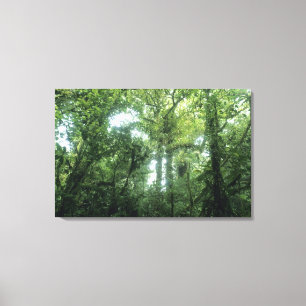 Toile Forêt nuageuse de Monteverde, Costa Rica.