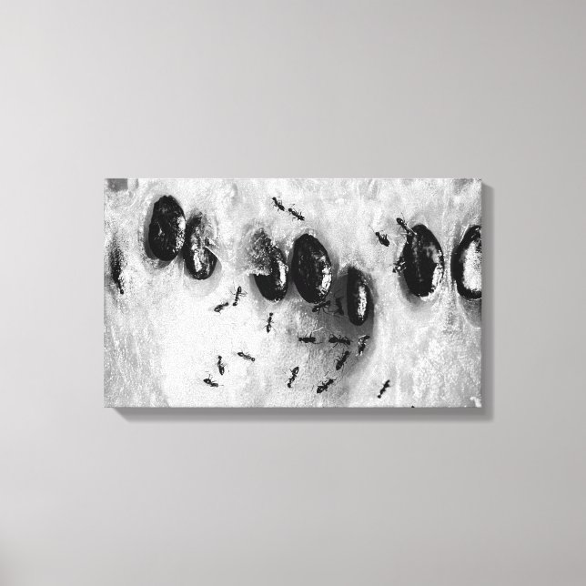 Toile fourmis de surf (Recto)