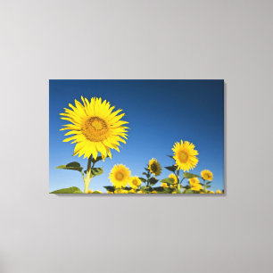 Toile France, Provence, Valensole. Les tournesols se dre