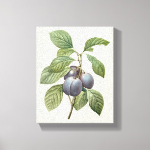 Toile Fruits alimentaires anciens, prunes de jardin viol