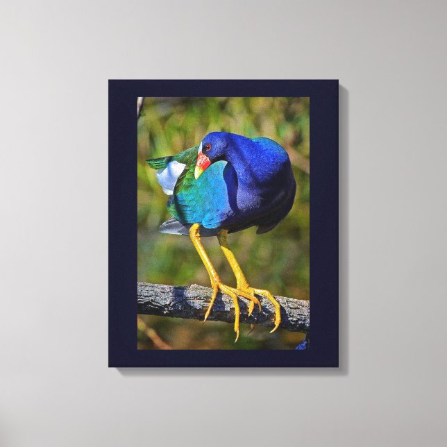 Toile Gallinule violette (Recto)