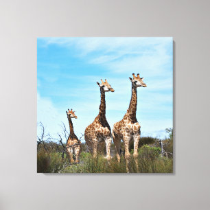 Toile Girafes dans Vista Endless