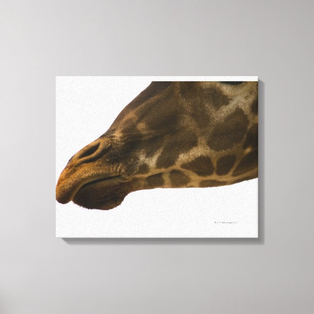 Toile Giraffe, gros plan (Recto)