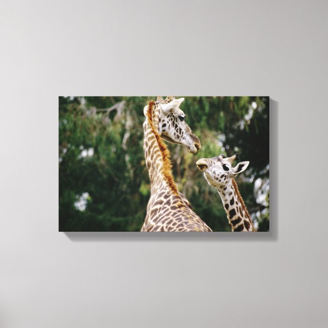 Toile Giraffes (Recto)
