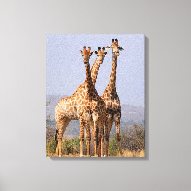 Toile Giraffes (Recto)
