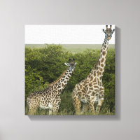 Giraffes en Kenya, Afrique