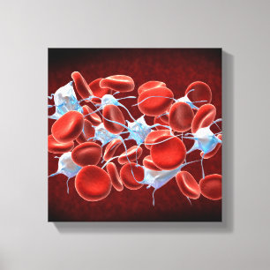 Toile Globules rouges avec des leucocytes