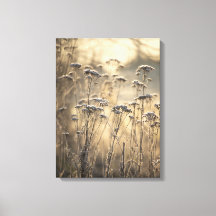 Golden Frosty Matin Flamand Campagne
