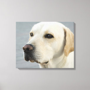 Toile Golden Labrador Retriever Photographie